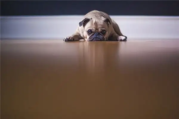 Dream Interpretation Dog Eating Poop Meaning on NuvoraDream - DreamDecode-DreamDecode