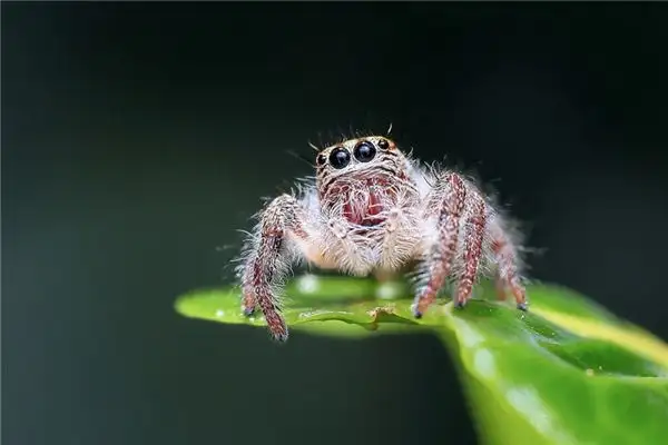 Dream of Poisonous Spiders Meaning - NuvoraDream Interpretation - DreamDecode-DreamDecode