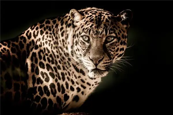 Dream Interpretation of a Leopard in Your Dream NuvoraDream - DreamDecode-DreamDecode