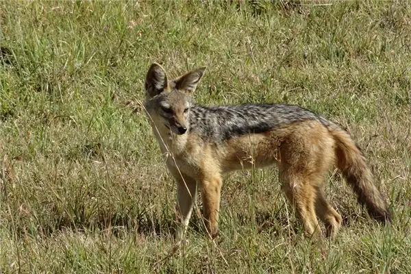 Dream Interpretation of Seeing Jackals - NuvoraDream - DreamDecode-DreamDecode