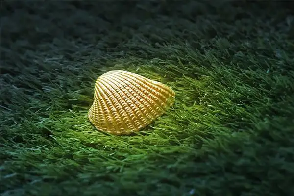 Dreaming of Oysters Meaning and Interpretation - NuvoraDream - DreamDecode-DreamDecode