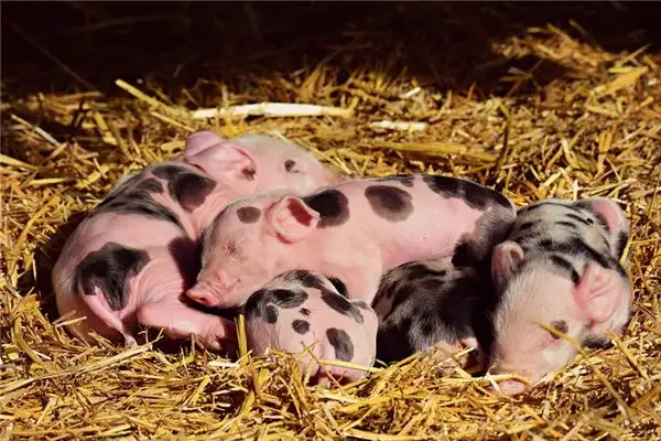 Dream Interpretation of Being Bitten by a Pig - NuvoraDream - DreamDecode-DreamDecode