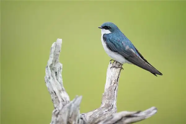 Dream Interpretation of Flying Birds in Dreams - NuvoraDream - DreamDecode-DreamDecode