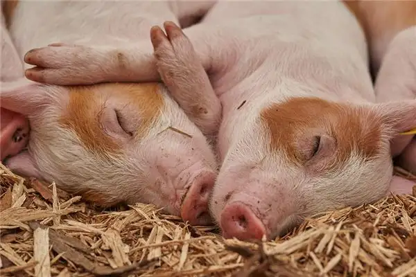 Dream Interpretation Dead Pig Meaning on NuvoraDream - DreamDecode-DreamDecode
