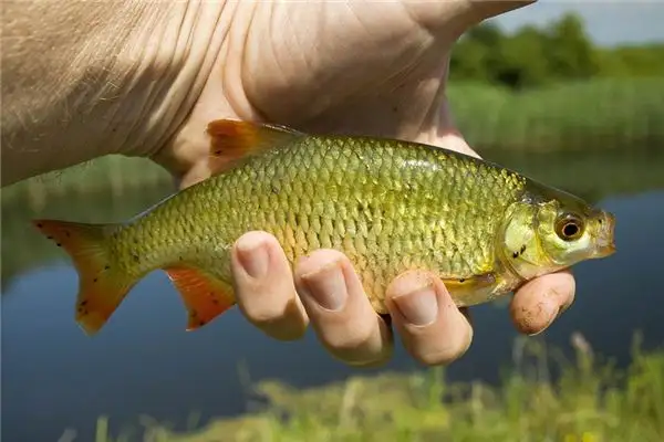Dream of Silver Carp Meaning and Interpretation - NuvoraDream - DreamDecode-DreamDecode