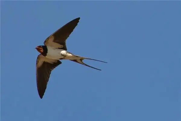 Dream of Swallows Flying Meaning and Interpretation - DreamDecode-DreamDecode
