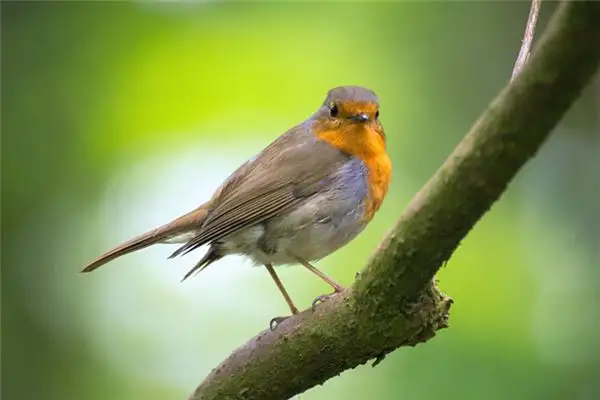 Dreaming of Playing with Sparrows Meaning and Interpretation - NuvoraDream - DreamDecode-DreamDecode