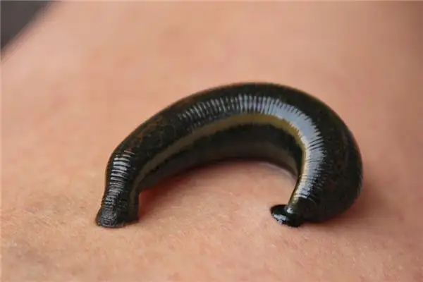 Dreaming of Leeches Meaning and Interpretation - NuvoraDream - DreamDecode-DreamDecode