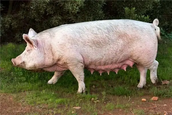 Dream Interpretation Riding a Pig in Your Sleep - NuvoraDream - DreamDecode-DreamDecode