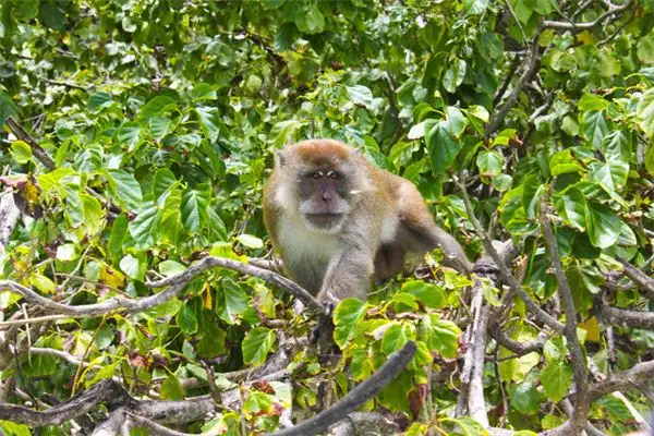 Dreaming of Monkeys Walking or Jumping - NuvoraDream Interpretation - DreamDecode-DreamDecode