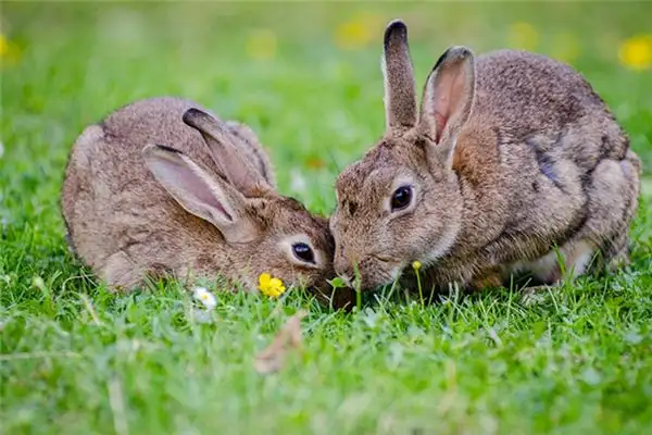 Dreaming of Rabbits Meaning and Interpretation - NuvoraDream - DreamDecode-DreamDecode