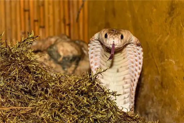 Dream Interpretation of Poisonous Snake Meaning - DreamDecode-DreamDecode