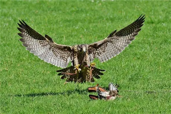 Dreaming of a Falcon Meaning and Interpretation - NuvoraDream - DreamDecode-DreamDecode