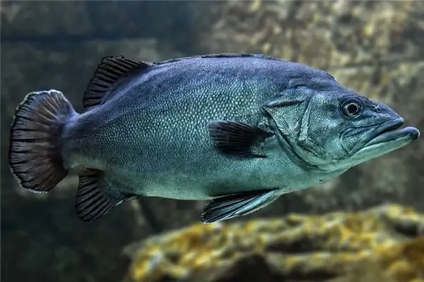 Dream Interpretation of Black Fish in Your Sleep - NuvoraDream - DreamDecode-DreamDecode