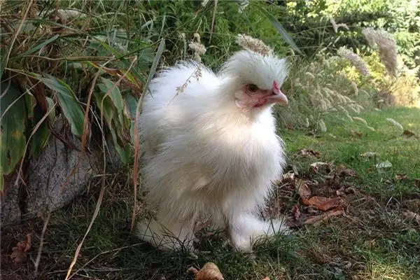 Dream Interpretation of Bantam Chicken Meaning on NuvoraDream