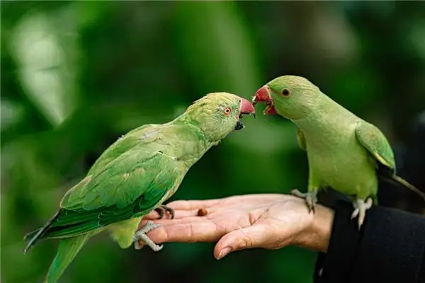 Dreaming of Pets and Beloved Animals - NuvoraDream - DreamDecode-DreamDecode