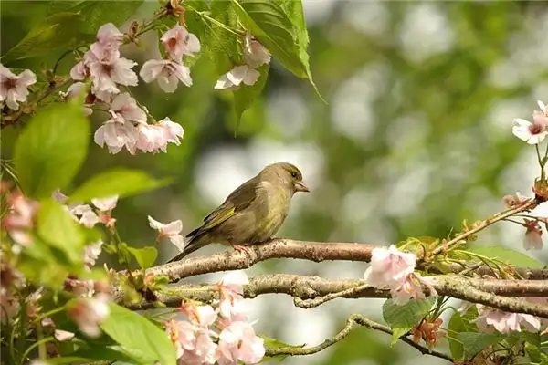 Dreaming of a Yellow Finch Meaning and Interpretation - NuvoraDream - DreamDecode-DreamDecode