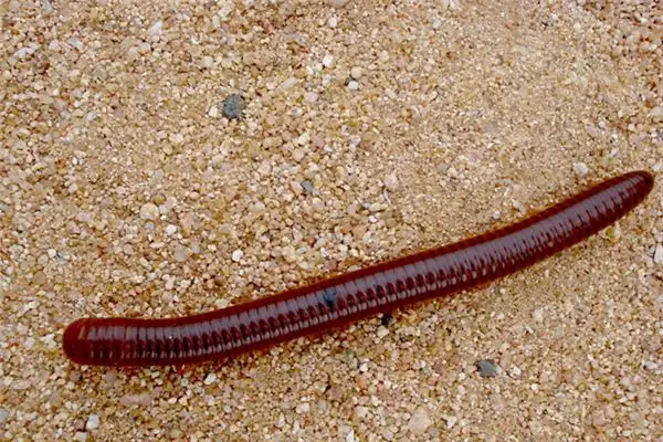 Dreaming of Earthworms Meaning and Interpretation - NuvoraDream - DreamDecode-DreamDecode