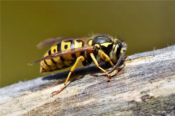 Dream Interpretation of Wasps Meaning and Symbolism - DreamDecode-DreamDecode