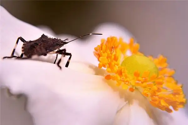 Dreaming of Bed Bugs Meaning and Interpretation - NuvoraDream - DreamDecode-DreamDecode