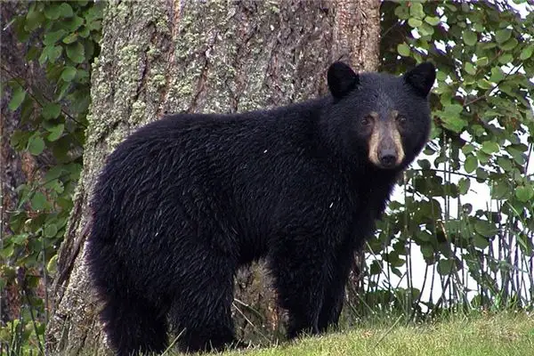 Dreaming of a Bear Meaning and Interpretation