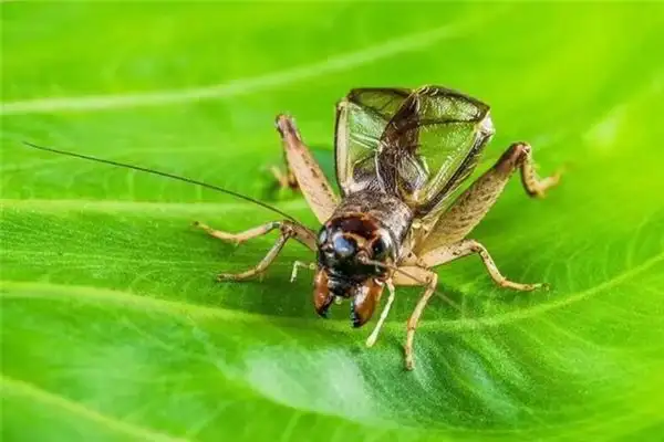 Dreaming of Crickets Meaning and Interpretation - NuvoraDream - DreamDecode-DreamDecode
