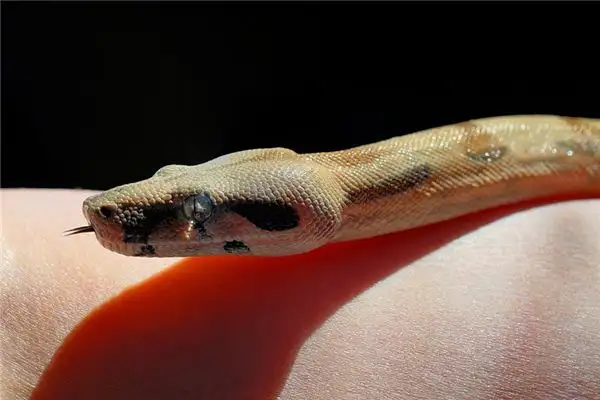Dream Interpretation of Seeing a Giant Python - NuvoraDream - DreamDecode-DreamDecode