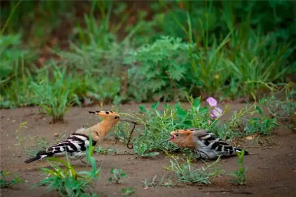 Dreaming of a Cuckoo Meaning and Interpretation - NuvoraDream