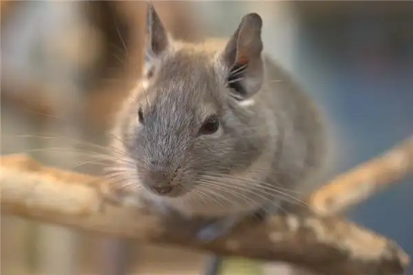 Dream Interpretation of Seeing a Big Rat - NuvoraDream - DreamDecode-DreamDecode