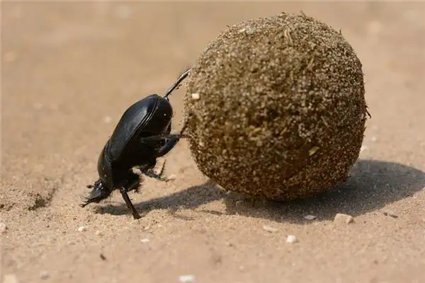 Dreaming of Cockroaches Meaning and Interpretation - NuvoraDream - DreamDecode-DreamDecode