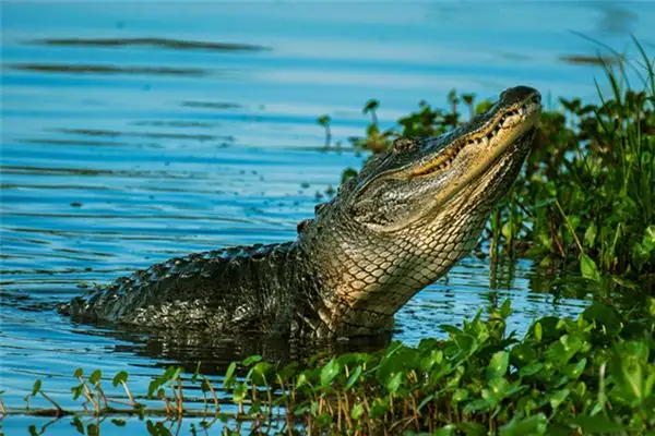 Dreaming of Crocodiles Meaning and Interpretation NuvoraDream - DreamDecode-DreamDecode
