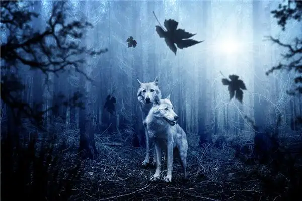 Dream of Jackals Meaning and Interpretation - NuvoraDream - DreamDecode-DreamDecode