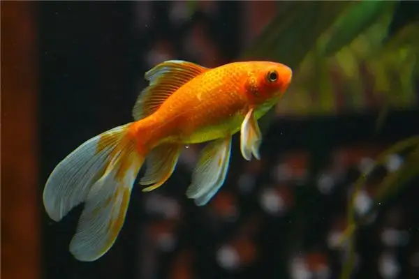 Dream Interpretation Catching Goldfish in Your Sleep NuvoraDream - DreamDecode-DreamDecode