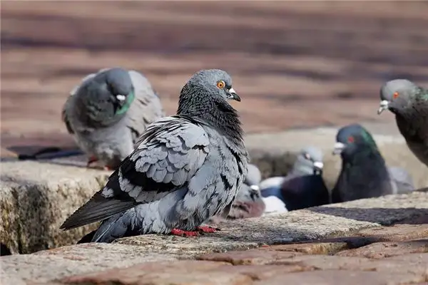 Dream Interpretation of Seeing Many Pigeons - NuvoraDream