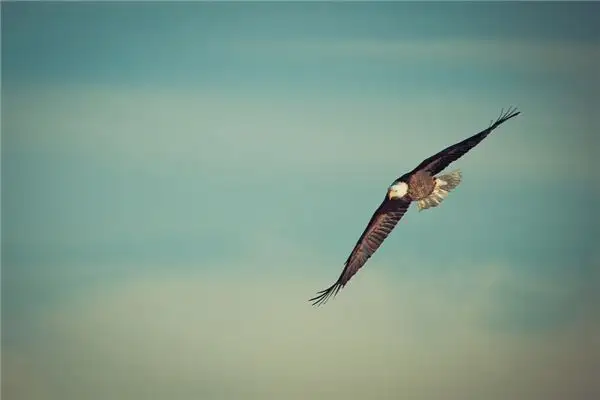 Dream Meaning of Eagle NuvoraDream - DreamDecode-DreamDecode