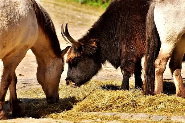 Dream Interpretation of Horses and Cows - NuvoraDream - DreamDecode-DreamDecode