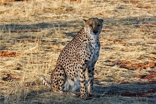 Dream of a Cheetah Meaning and Interpretation - NuvoraDream - DreamDecode-DreamDecode