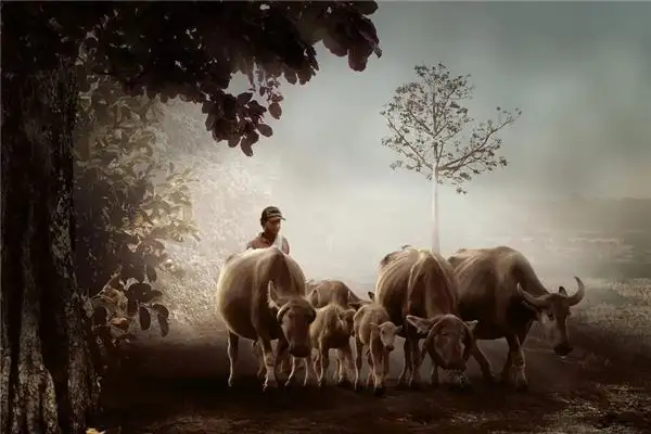 Dream Interpretation Cows on Both Sides of the Road NuvoraDream - DreamDecode-DreamDecode