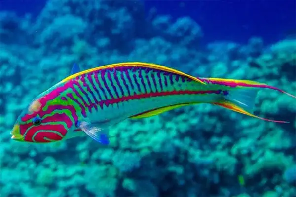Dream Interpretation of Colorful Fish in Your Sleep NuvoraDream - DreamDecode-DreamDecode
