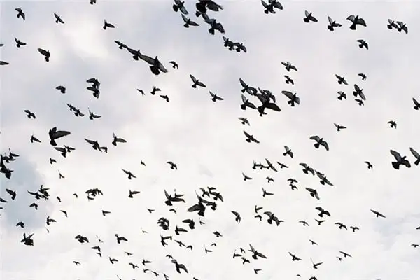 Dream Interpretation of Birds Gathering in Your Dream - NuvoraDream - DreamDecode-DreamDecode