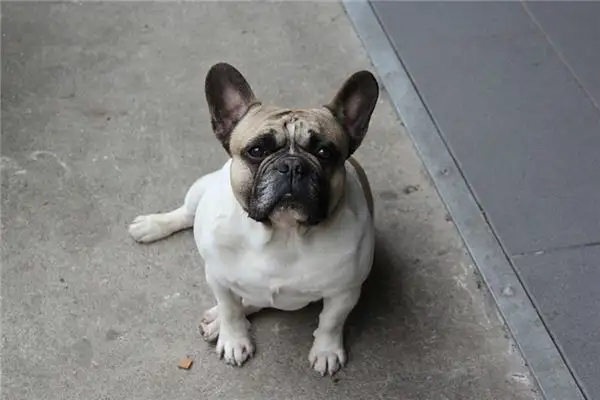 Dreaming of a Pug Meaning and Interpretation NuvoraDream