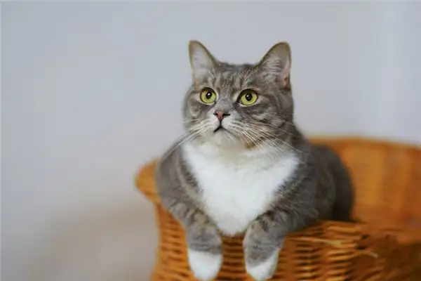 Dream of Cats Meaning and Interpretation - NuvoraDream - DreamDecode-DreamDecode