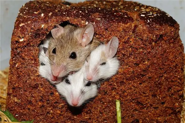 Dream of Rats Meaning - NuvoraDream Interpretation - DreamDecode-DreamDecode