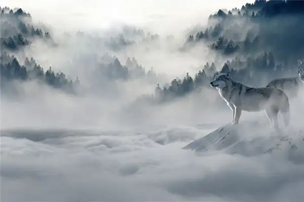 Dream Interpretation of Tigers and Wolves - NuvoraDream - DreamDecode-DreamDecode