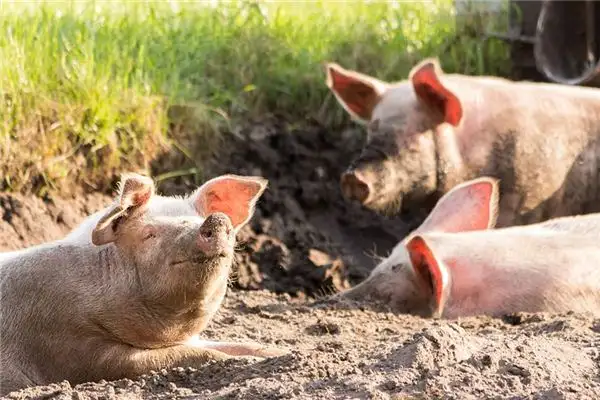 Dream Interpretation of a Boar Nuvoradream - DreamDecode-DreamDecode