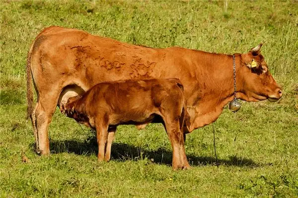 Dream of Cow Giving Birth Meaning and Interpretation - NuvoraDream