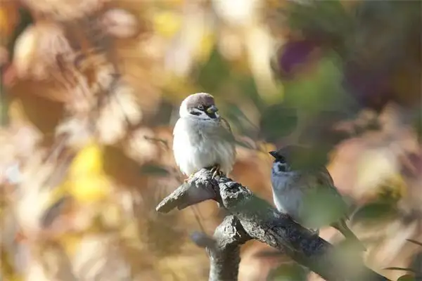 Dream Interpretation of Catching Sparrows in Your Dream - DreamDecode-DreamDecode