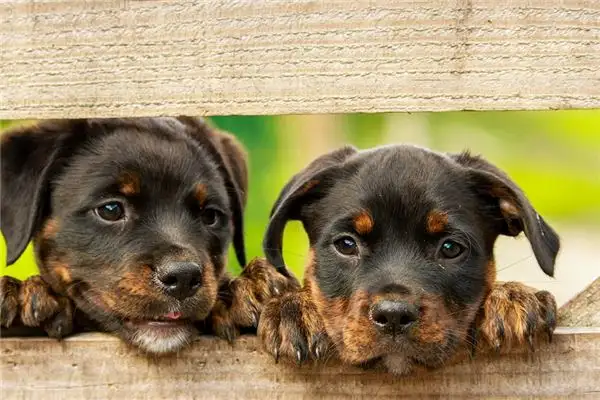 Dream Interpretation of Seeing Many Dogs - NuvoraDream - DreamDecode-DreamDecode