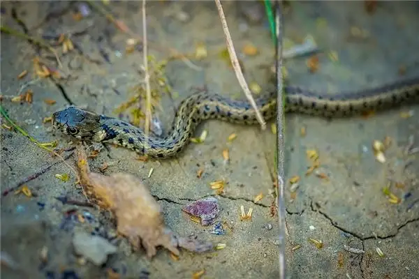 Dream Interpretation Killing and Eating a Snake Meaning - DreamDecode-DreamDecode