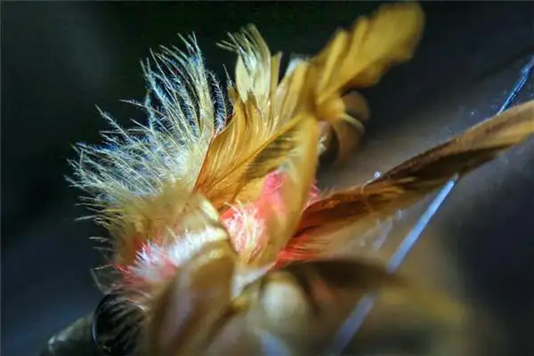 Dream of Chicken Feathers Meaning - NuvoraDream - DreamDecode-DreamDecode
